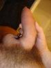dicker schwanz