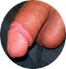 geiler schwanz geiler schwanz