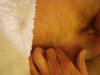 anale experimente1