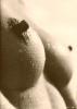 Nippel Nippel